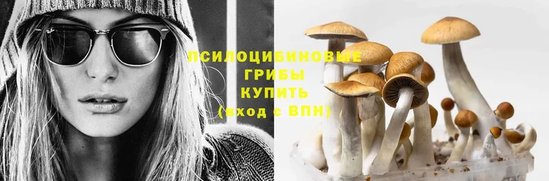 цены   Ревда  Псилоцибиновые грибы Cubensis 